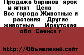 Продажа баранов, ярок и ягнят › Цена ­ 3 500 - Все города Животные и растения » Другие животные   . Иркутская обл.,Саянск г.